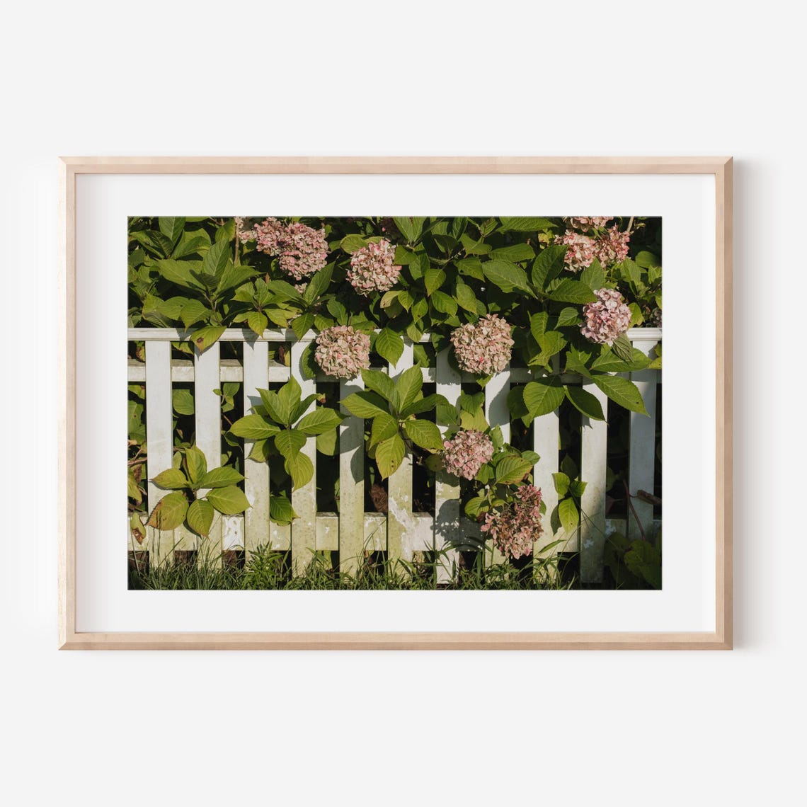 Pink Hydrangeas Over White Picket Fence Nantucket Garden Print