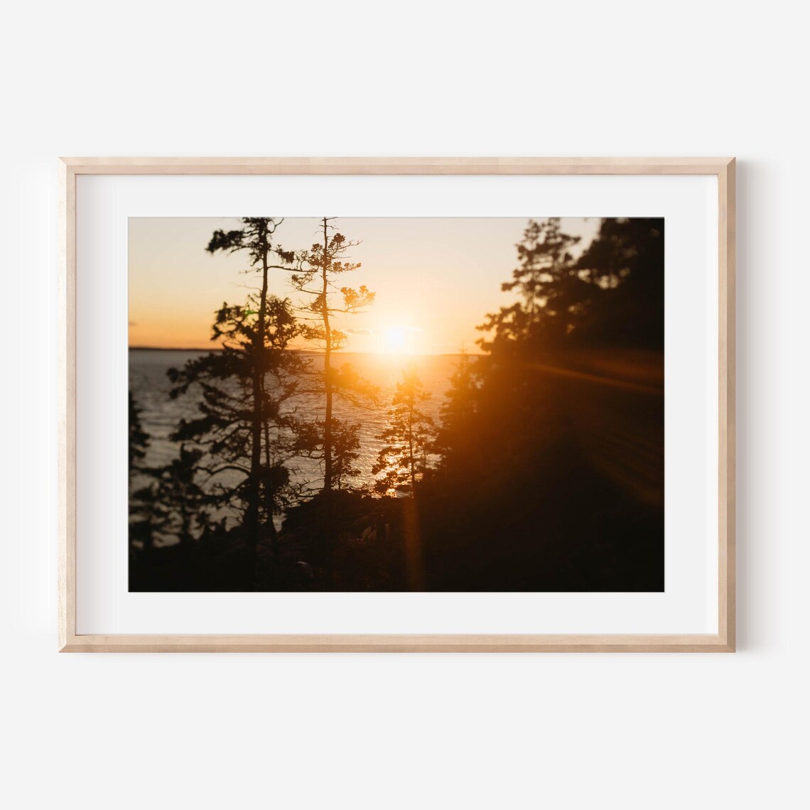 Acadia Pine Silhouettes at Golden Sunset Over the Sea Poster