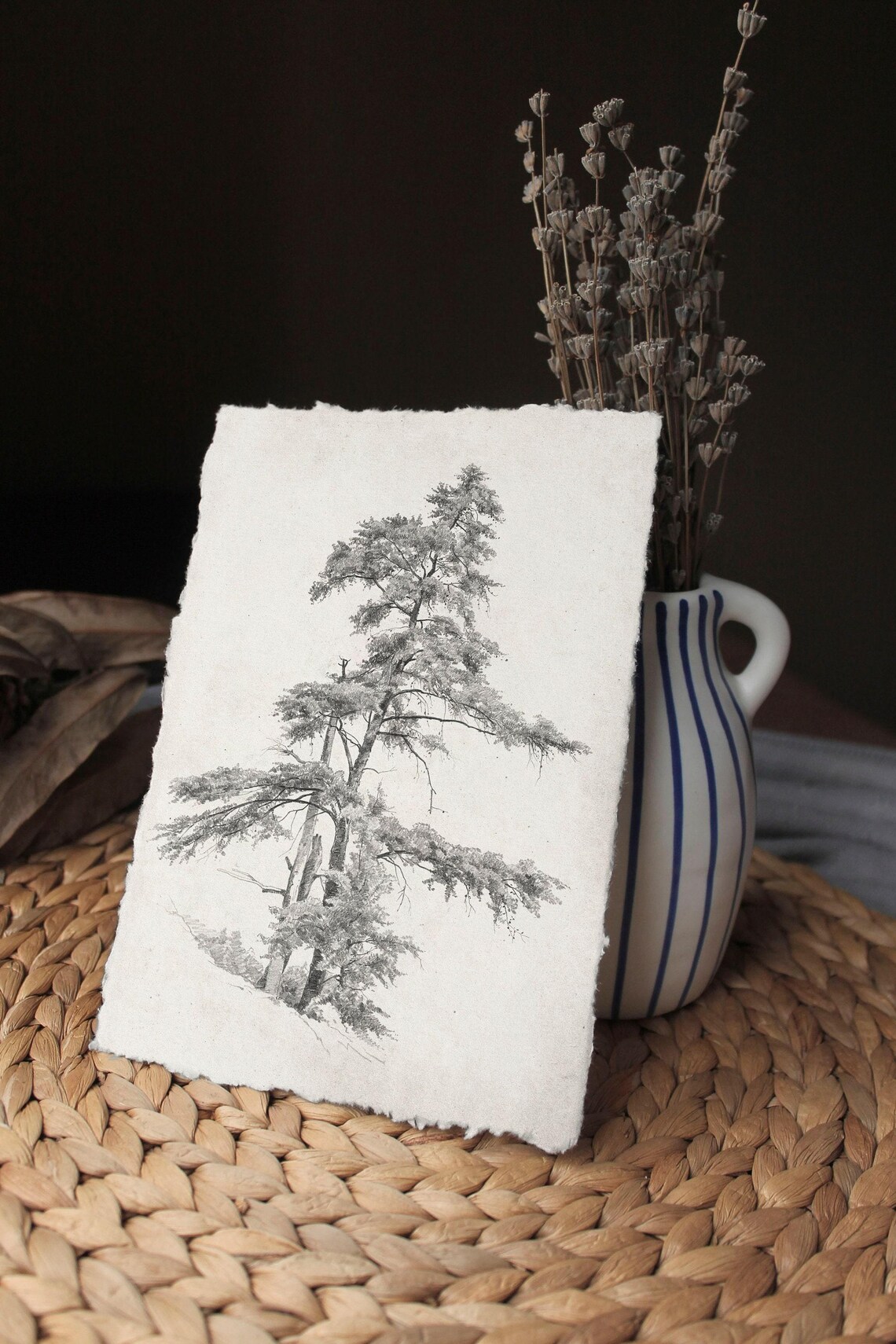 Rustic Pine Tree Drawing, Vintage Nature Sketch - Image 2