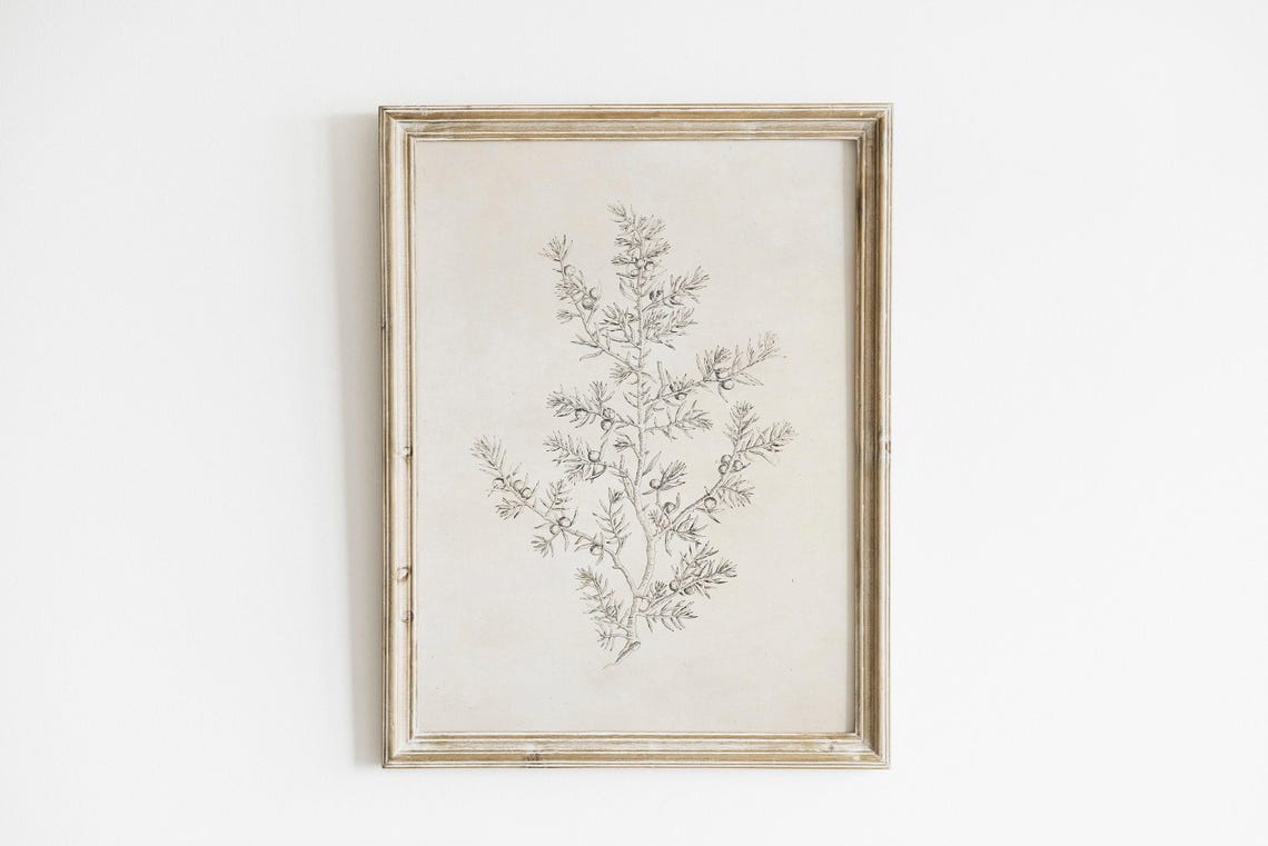 Olive Branch - Vintage Botanical Sketch - Image 4