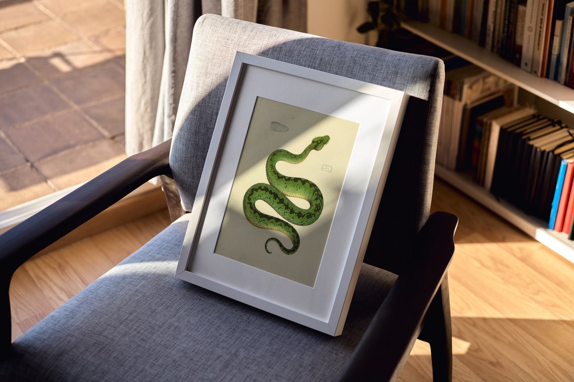 Green Pit Viper Snake 1900s Vintage Scientific Illustration Poster - Image 3