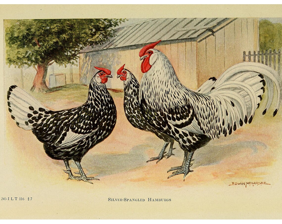 Antique Silver Spangled Hamburg Chickens Vintage Poultry Poster