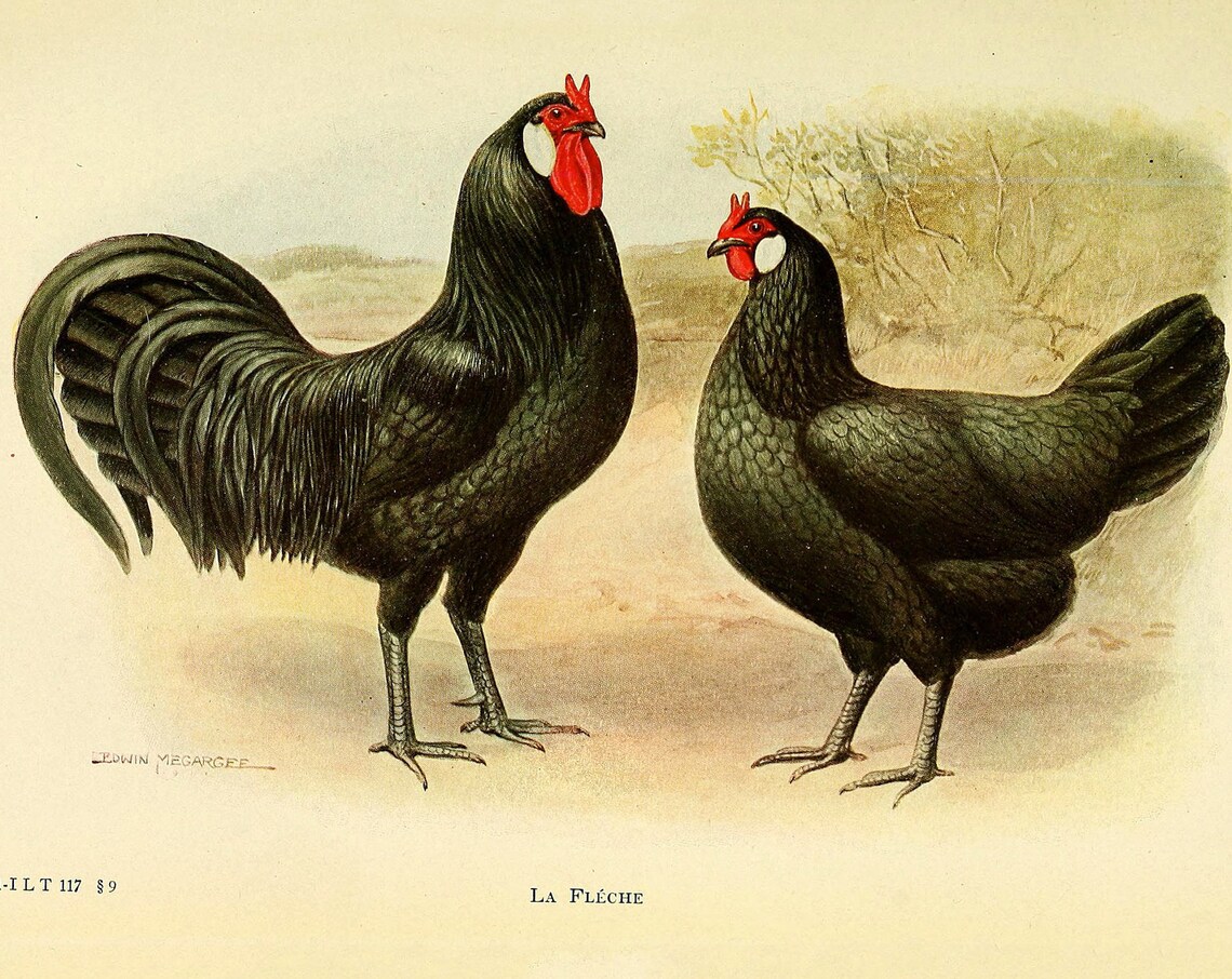 La Fleche Chicken Vintage Lithograph Poster