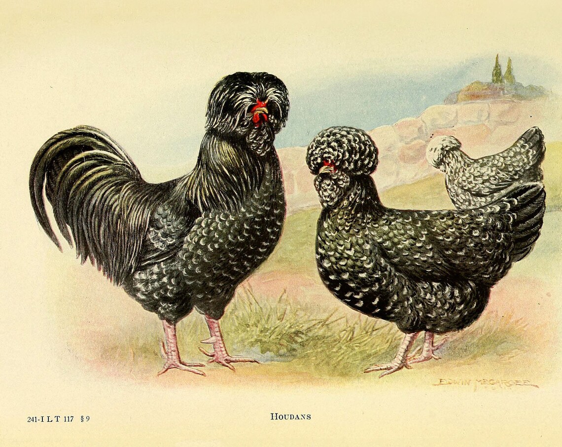 Houdan Chicken Vintage Lithograph Art Print