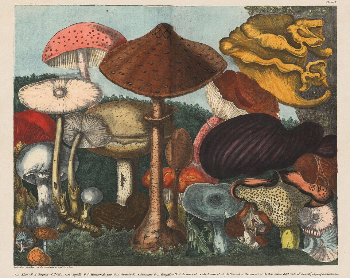 Edible Mushrooms Plate III Vintage Mycology Illustration Wall Art