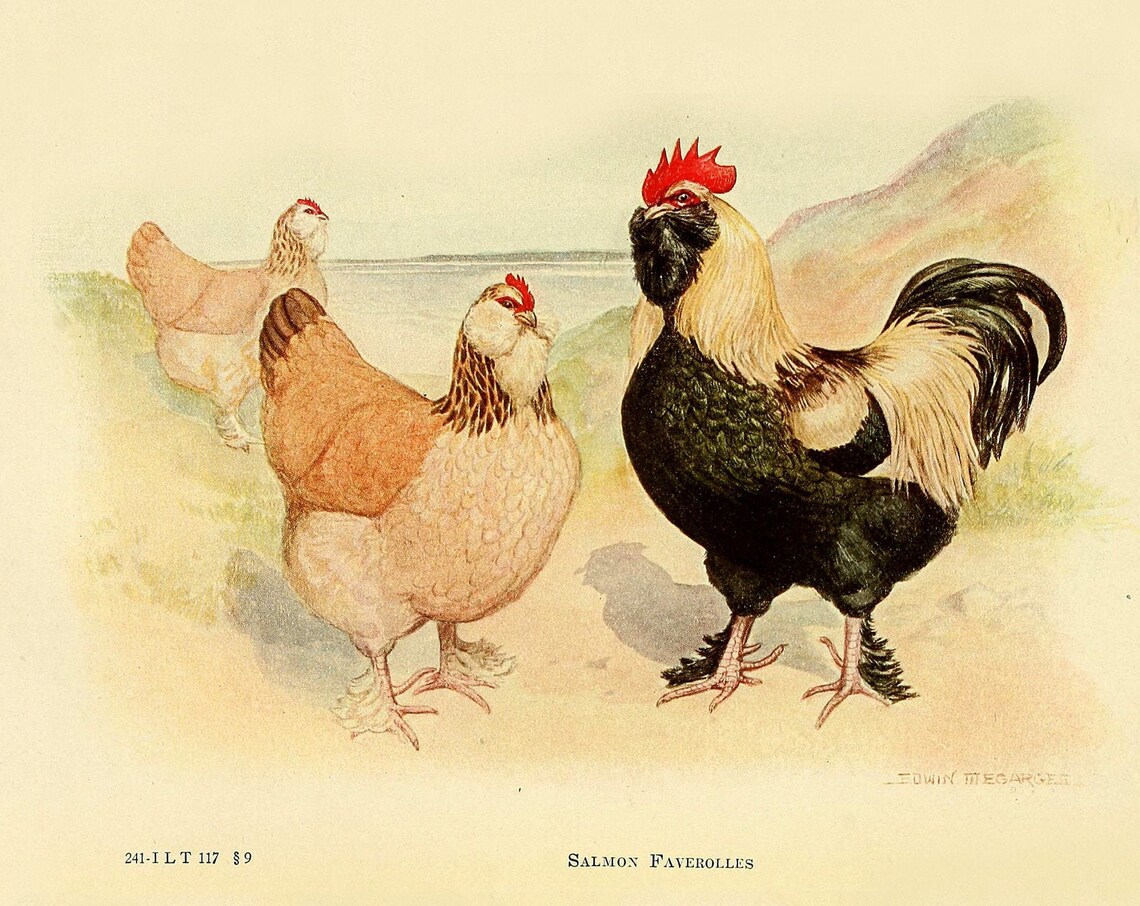 Faverolles Chicken Vintage Lithograph, Art Print