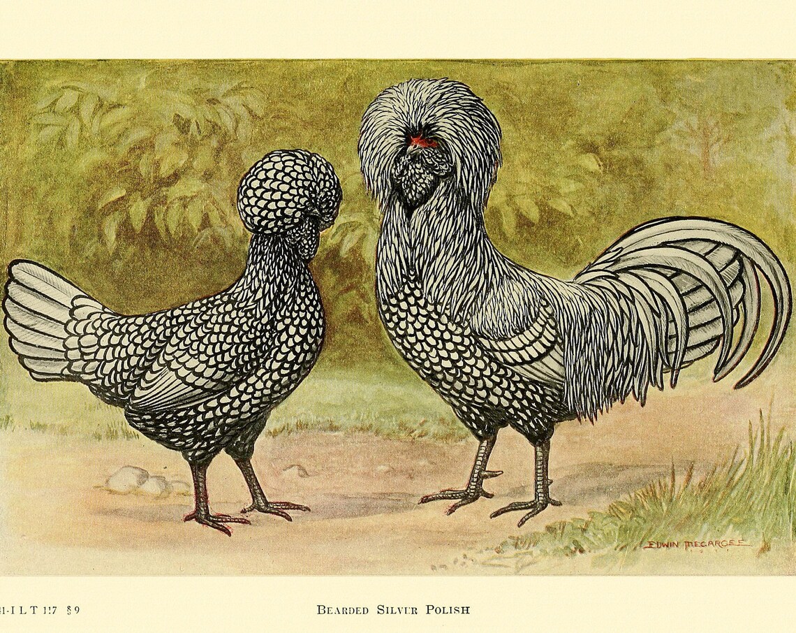 Polish Chicken Vintage Lithograph Art Print
