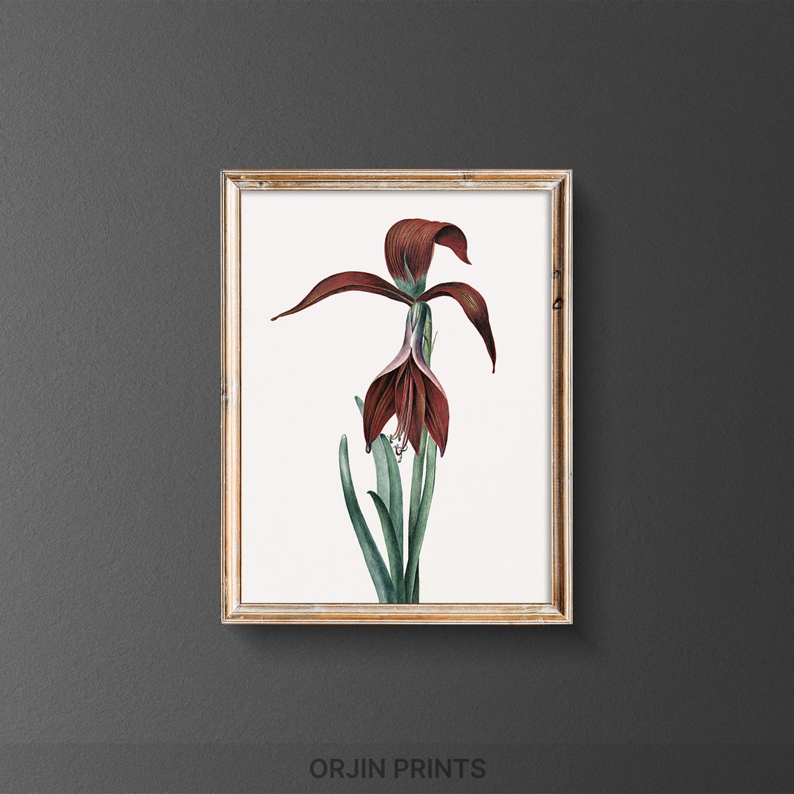 Burgundy Iris Flower Botanical Illustration Vintage Floral Poster