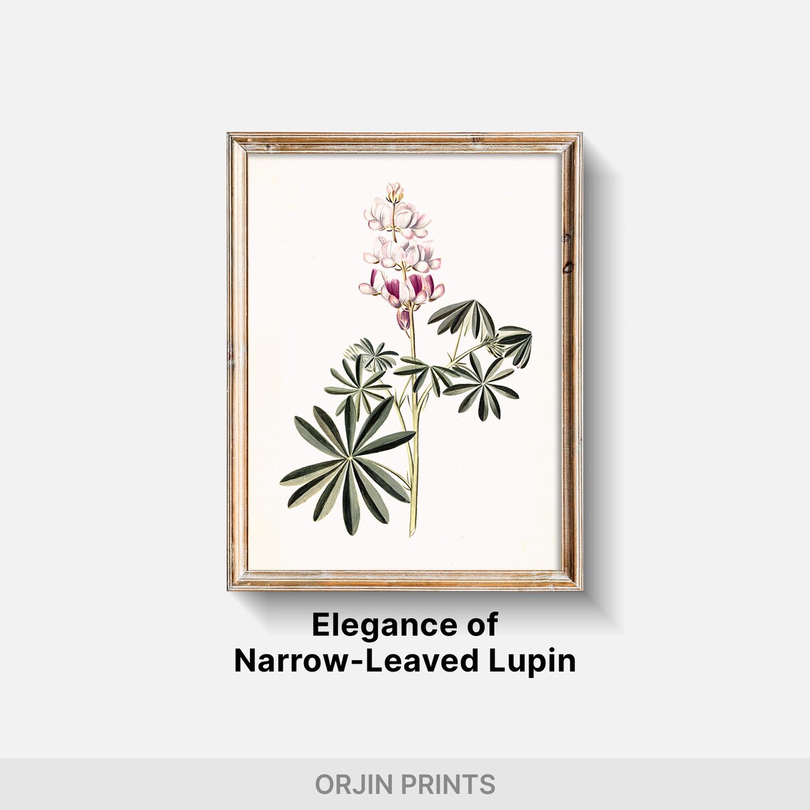 Pink White Lupin Botanical Print, Spring Decor - Image 2
