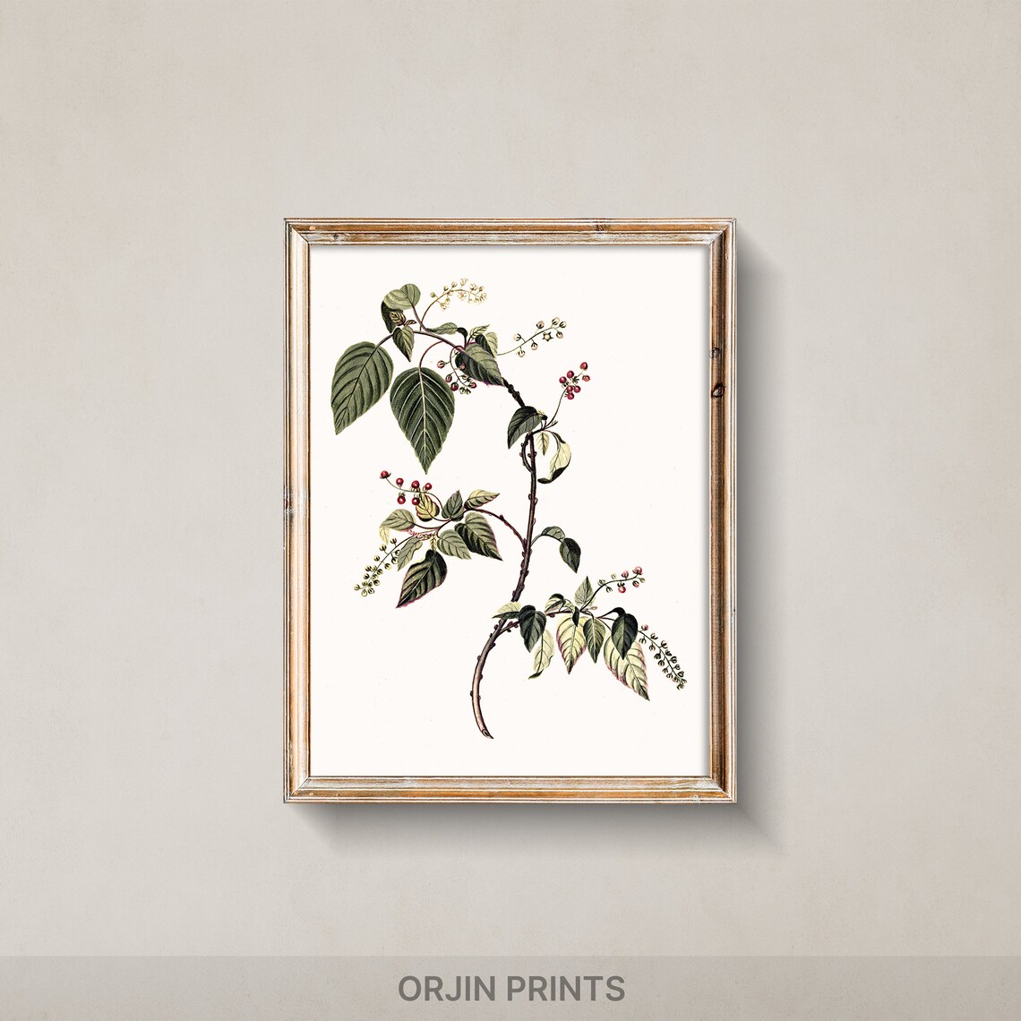 Nandina Branch Red Berries White Blossoms Botanical Vintage Art Print