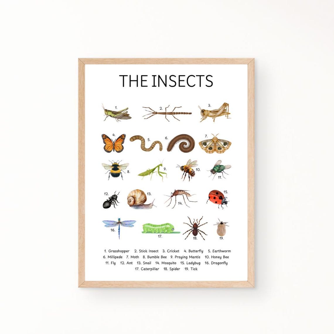 The Insects Educational Chart Kids Bug Identification Poster