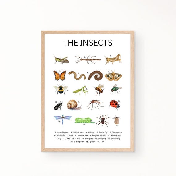 Insects Poster Educational Poster Homeschool Poster Homeschool Decor Classroom Decor Playroom Poster Montessori Poster Nursery Prints