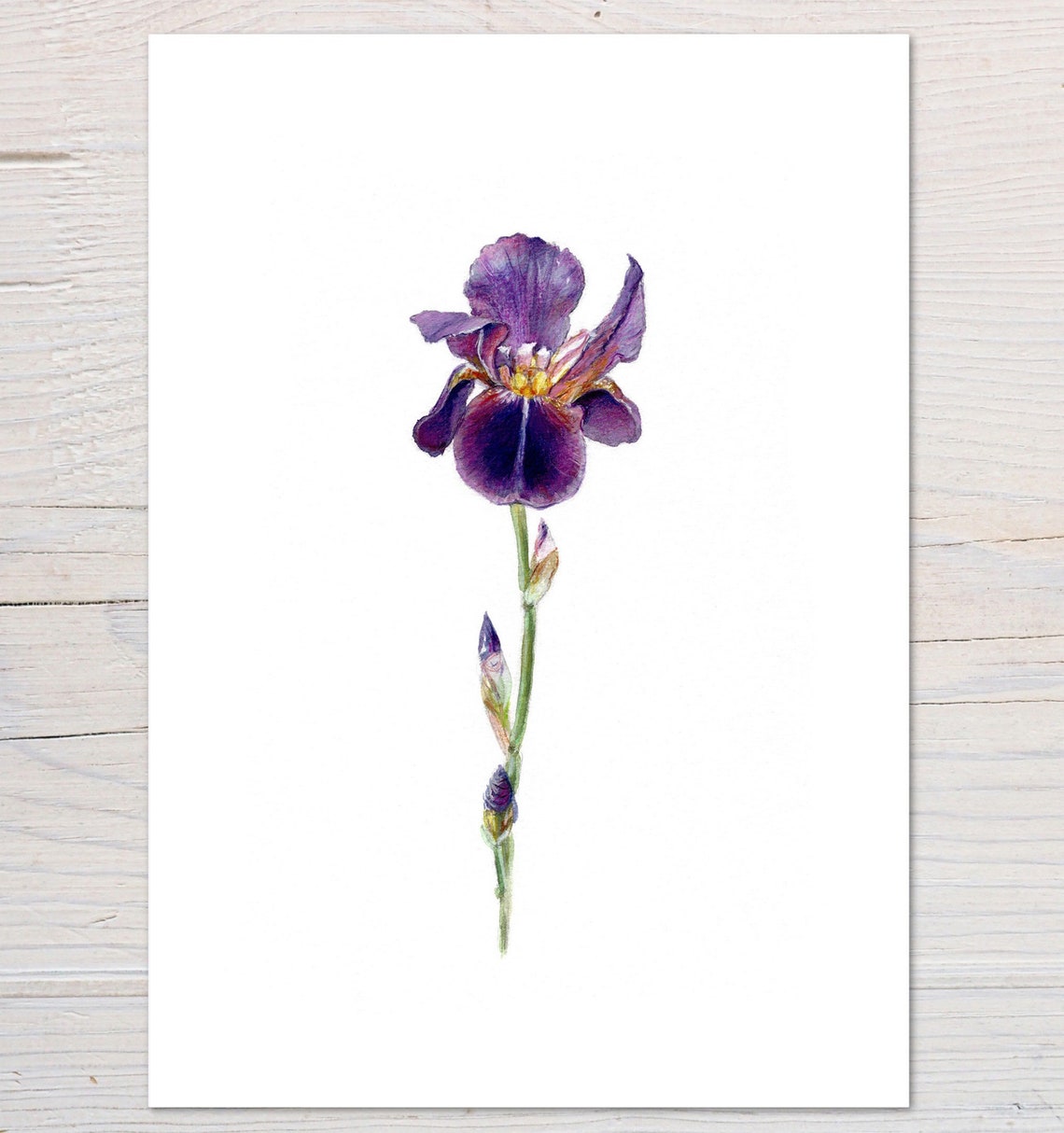 Purple Iris Flower Watercolour Botanical Single Stem Art Print