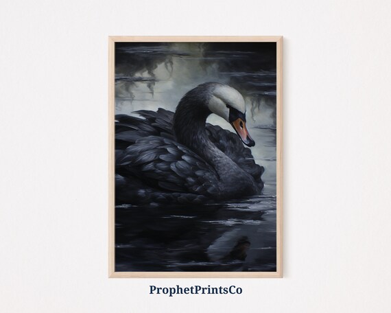 Elegant Black Swan Preening on Misty Dark Water Painting Poster