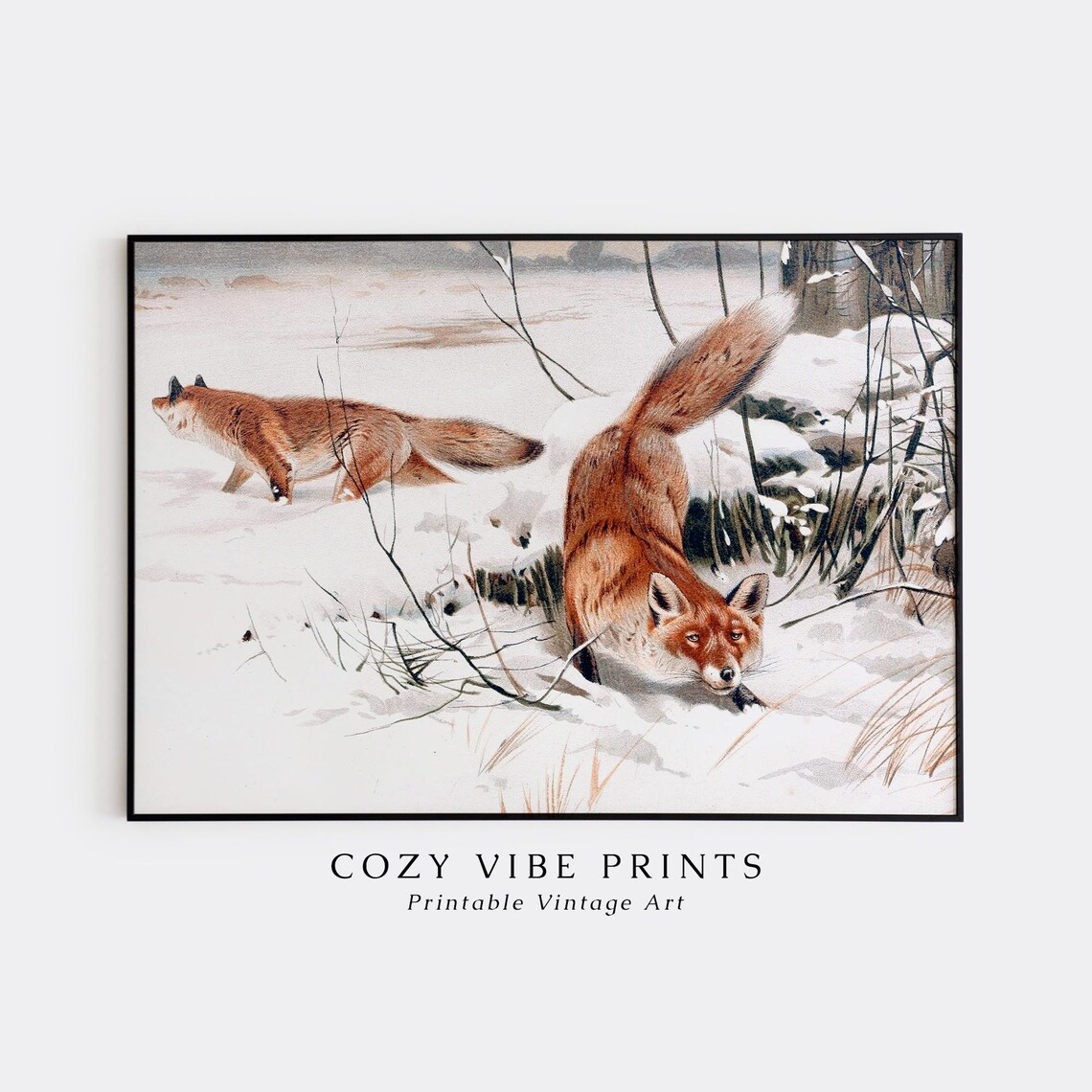 Red Foxes Playing in Snow Vintage Wildlife Winter Animal Poster