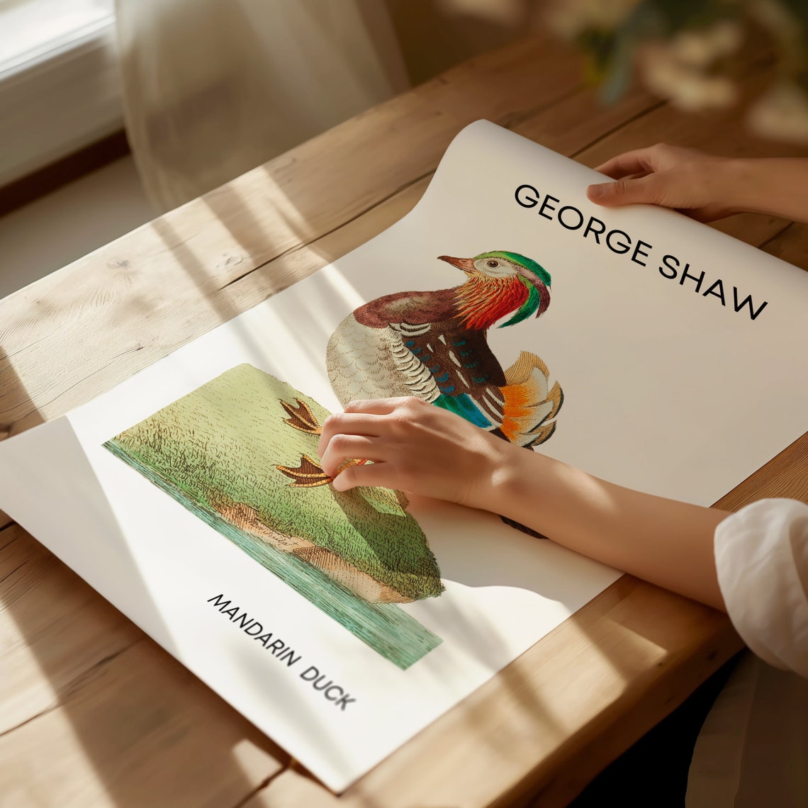George Shaw Mandarin Duck Vintage Bird Illustration Art Poster - Image 2