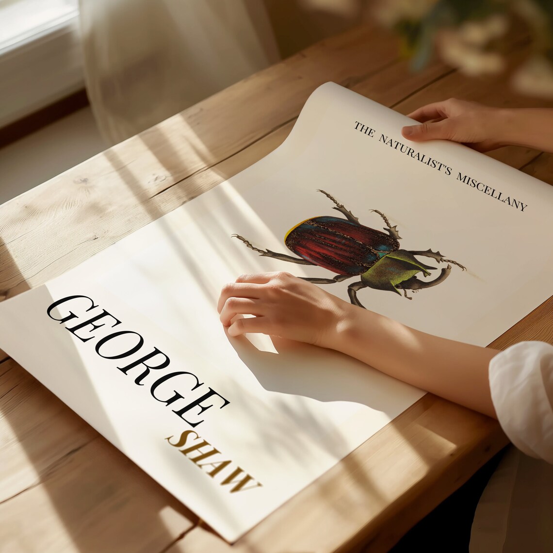 George Shaw Antique Colorful Beetle Illustration Exhibition Poster - Image 2
