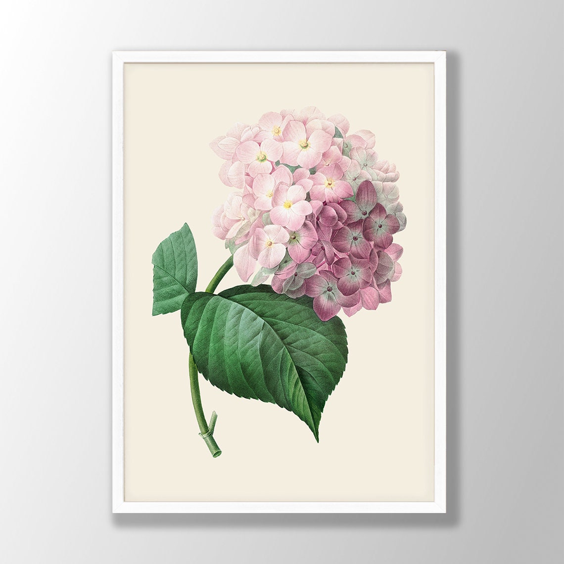 Pink Hydrangea Botanical Illustration Vintage French Floral Poster