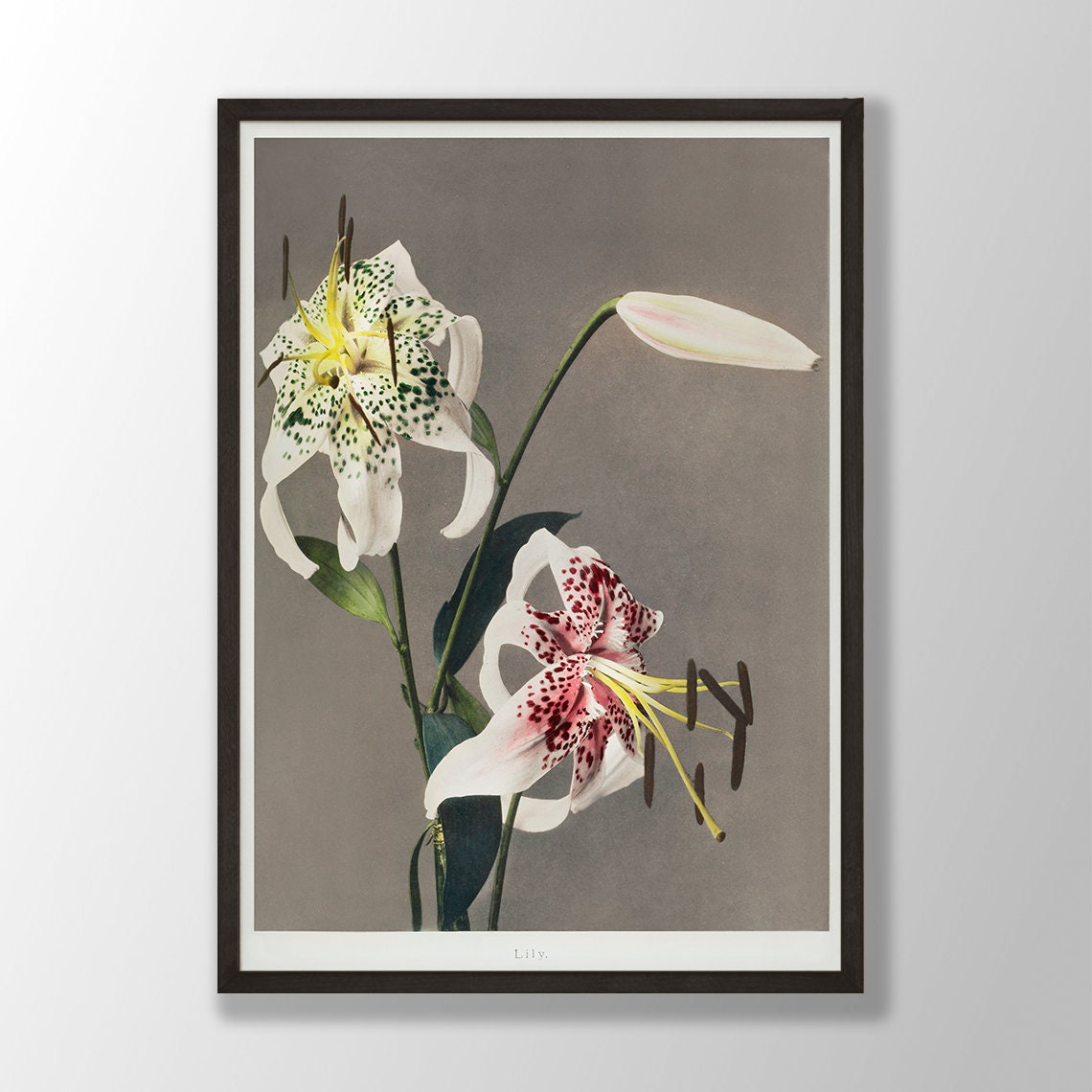 White Lily Green Red Spotted Vintage Japanese Botanical Flower Poster