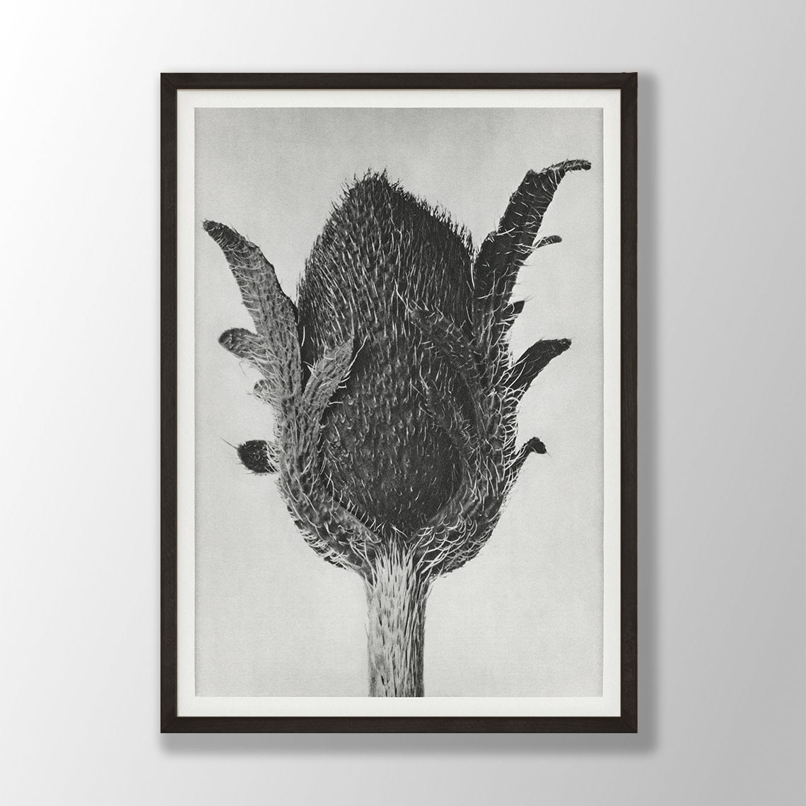 Black and White Poppy Bud Vintage Botanical Photography Art Poster