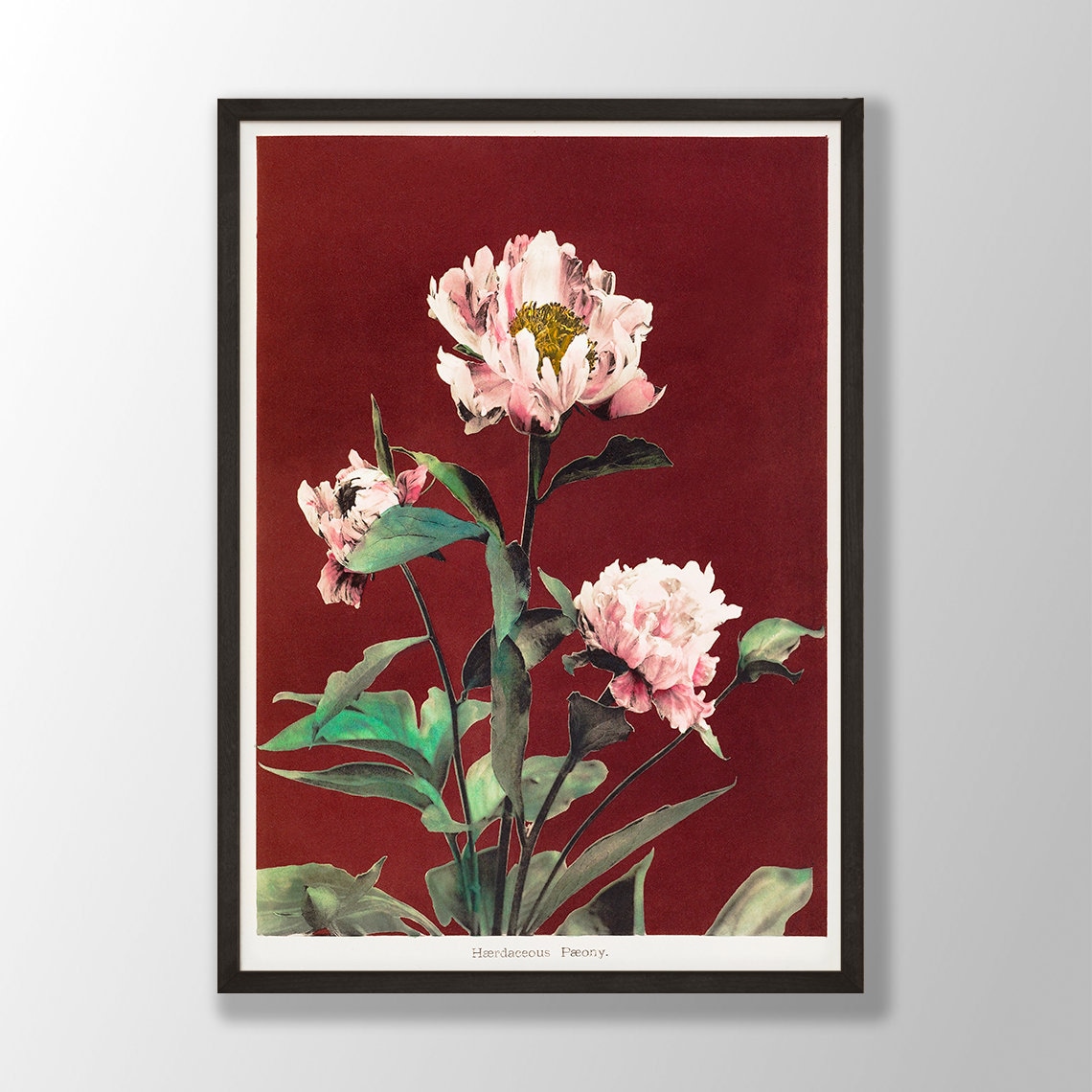 Vintage Peony Print, Japanese Botanical Art Print