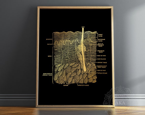 Skin Anatomy Foil Print, Dermatology Office Art