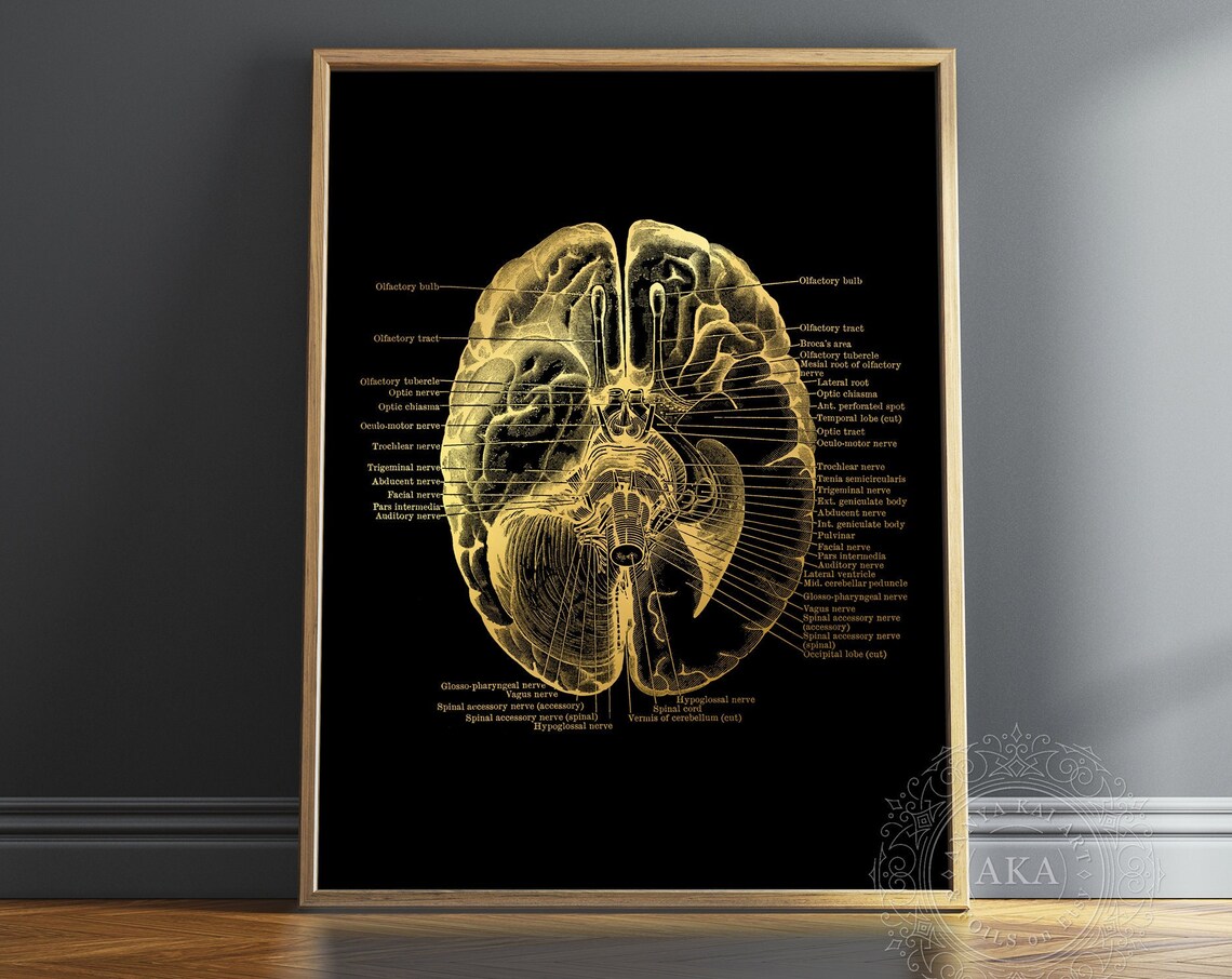 Human Brain Anatomy Gold Foil Poster, Modern Art