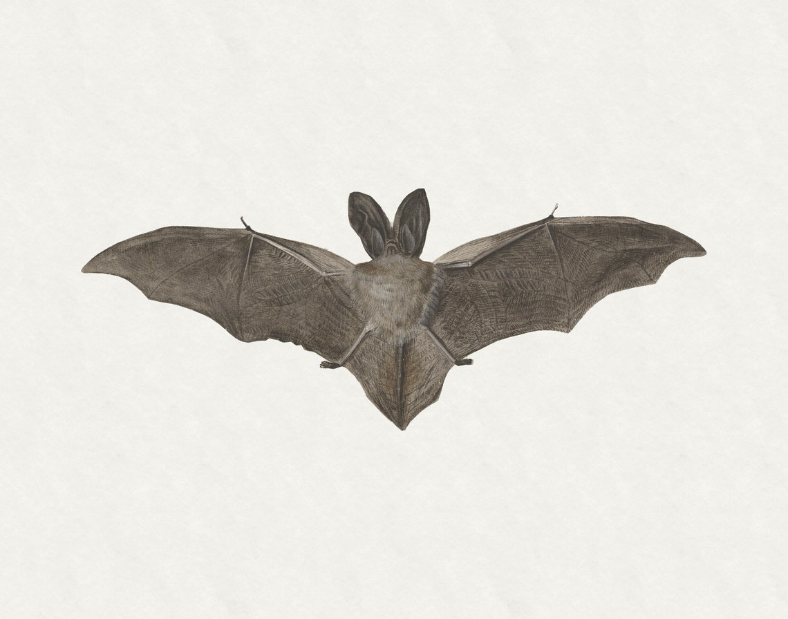 Vintage Bat Painting Halloween Art Print - Image 3