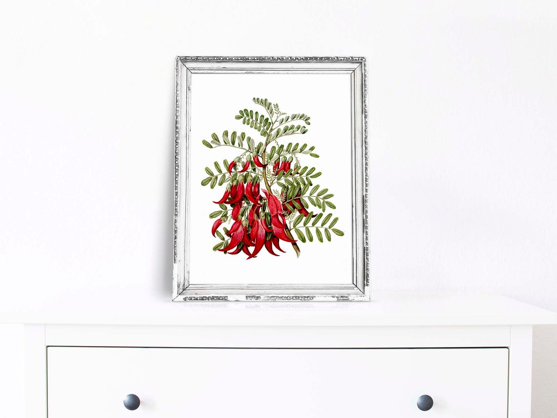 Kaka Beak Red Native New Zealand Vintage Botanical Illustration Poster - Image 3