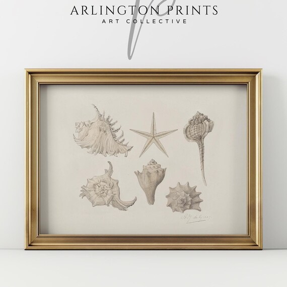 Neutral Coastal Seashell Sketch Art Print, Vintage Boho