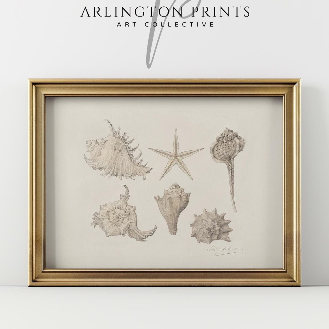 Neutral Coastal Seashell Sketch Art Print, Vintage Boho