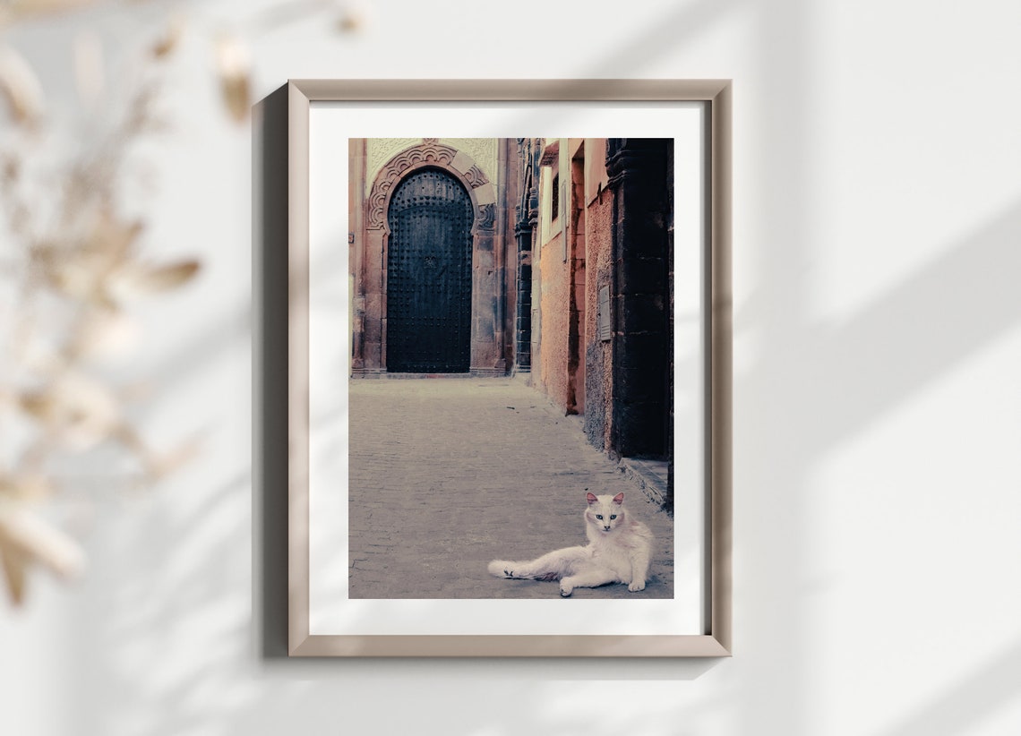 Stray Cat Photography Print Cat Photo Poster Morocco Photography Travel Photography Animal Photography Animal Photography Wall Art - Image 2