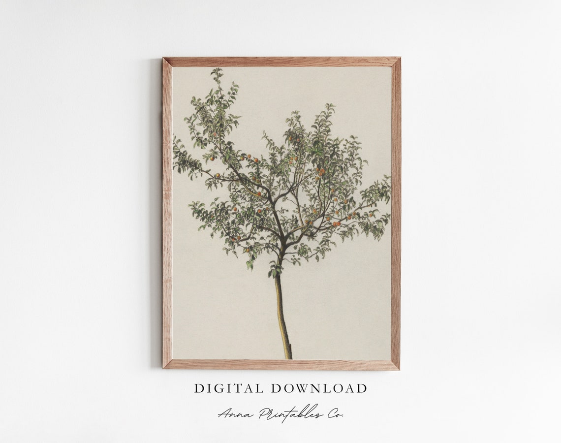 Spanish Fruit Tree Antique Tree Sketch Print For Vintage Kitchen Wall Art Rustic Farmhouse Fine Art Print