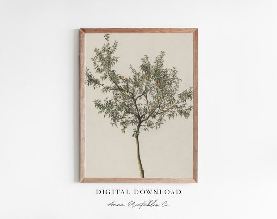 Spanish Fruit Tree Antique Tree Sketch Print For Vintage Kitchen Wall Art Rustic Farmhouse Fine Art Print