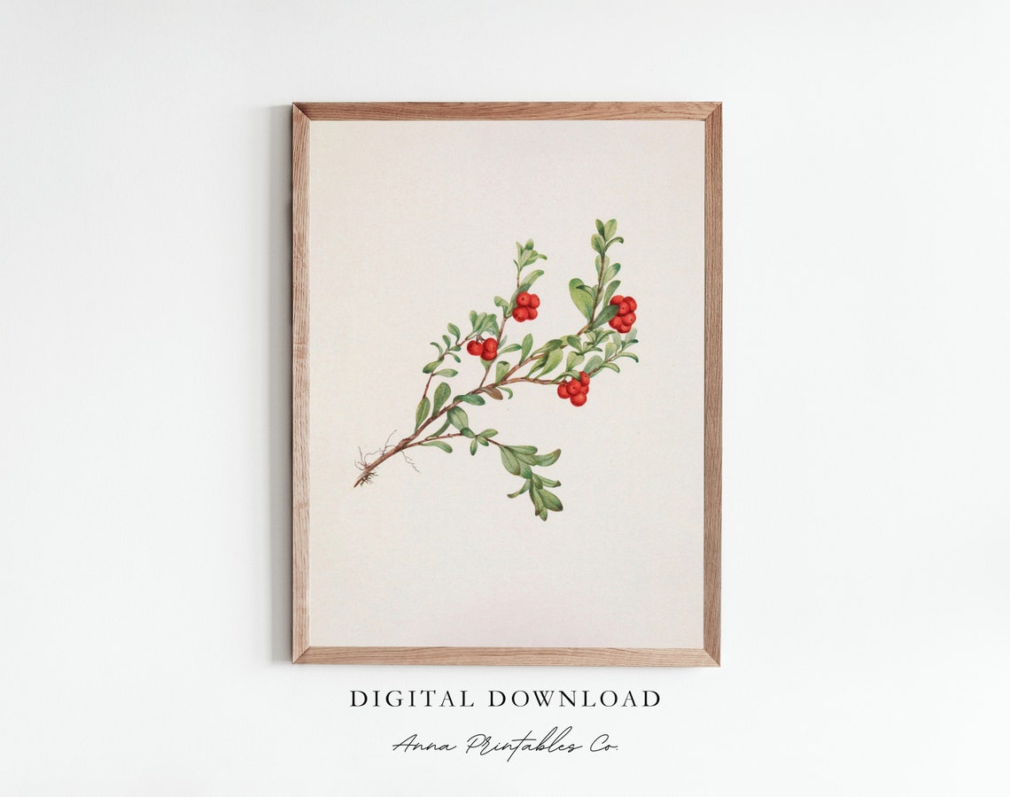 Red Berries Branch Watercolor Botanical Study on Cream Poster