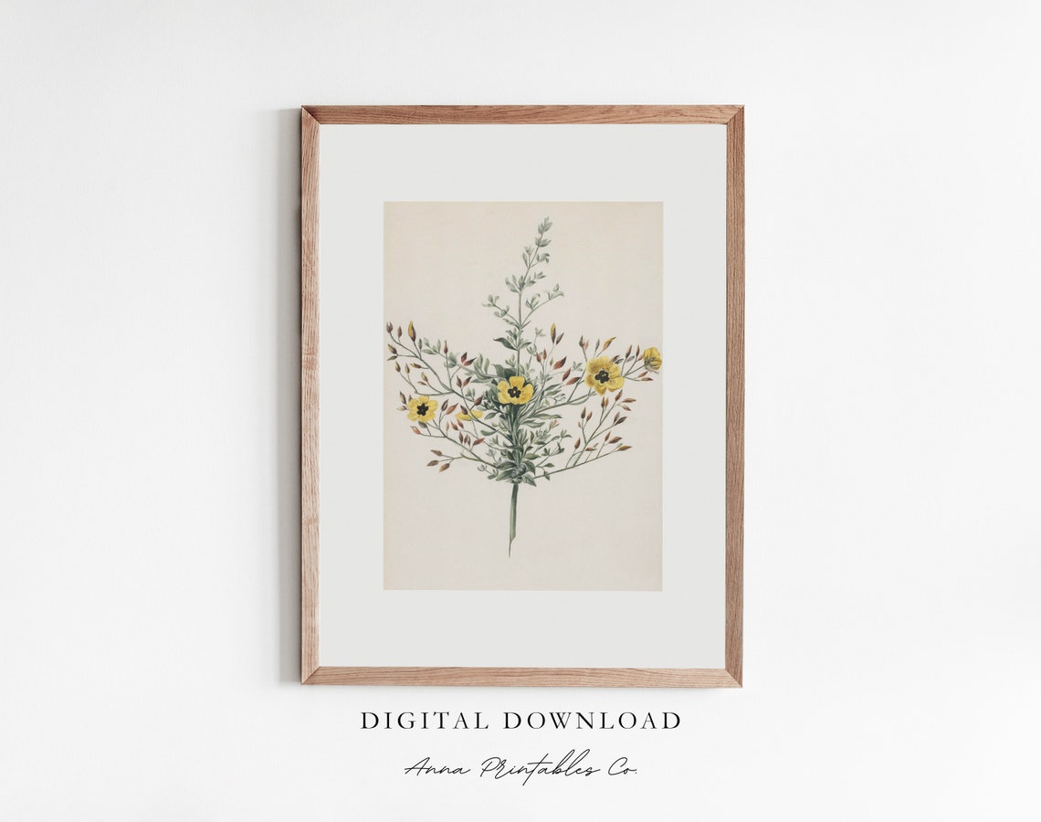 Vintage Yellow Wildflower Botanical Study Antique Floral Poster
