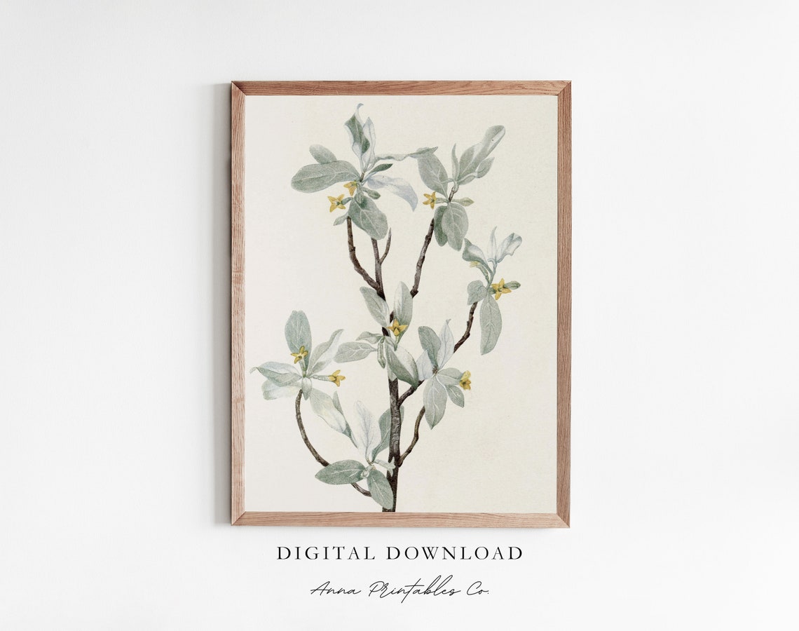 Antique Silverberry Branch Botanical Vintage Green Leaves Poster