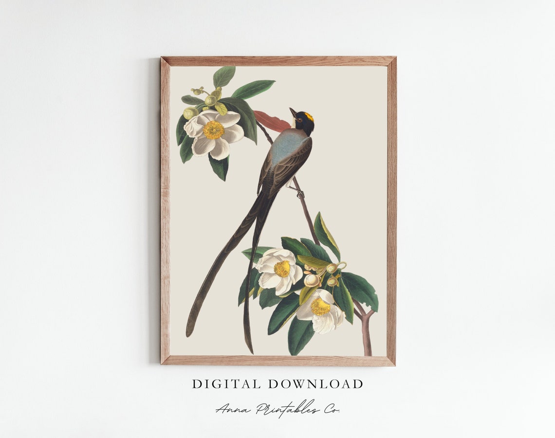 Antique Fork Tailed Flycatcher Vintage Bird Illustration Poster