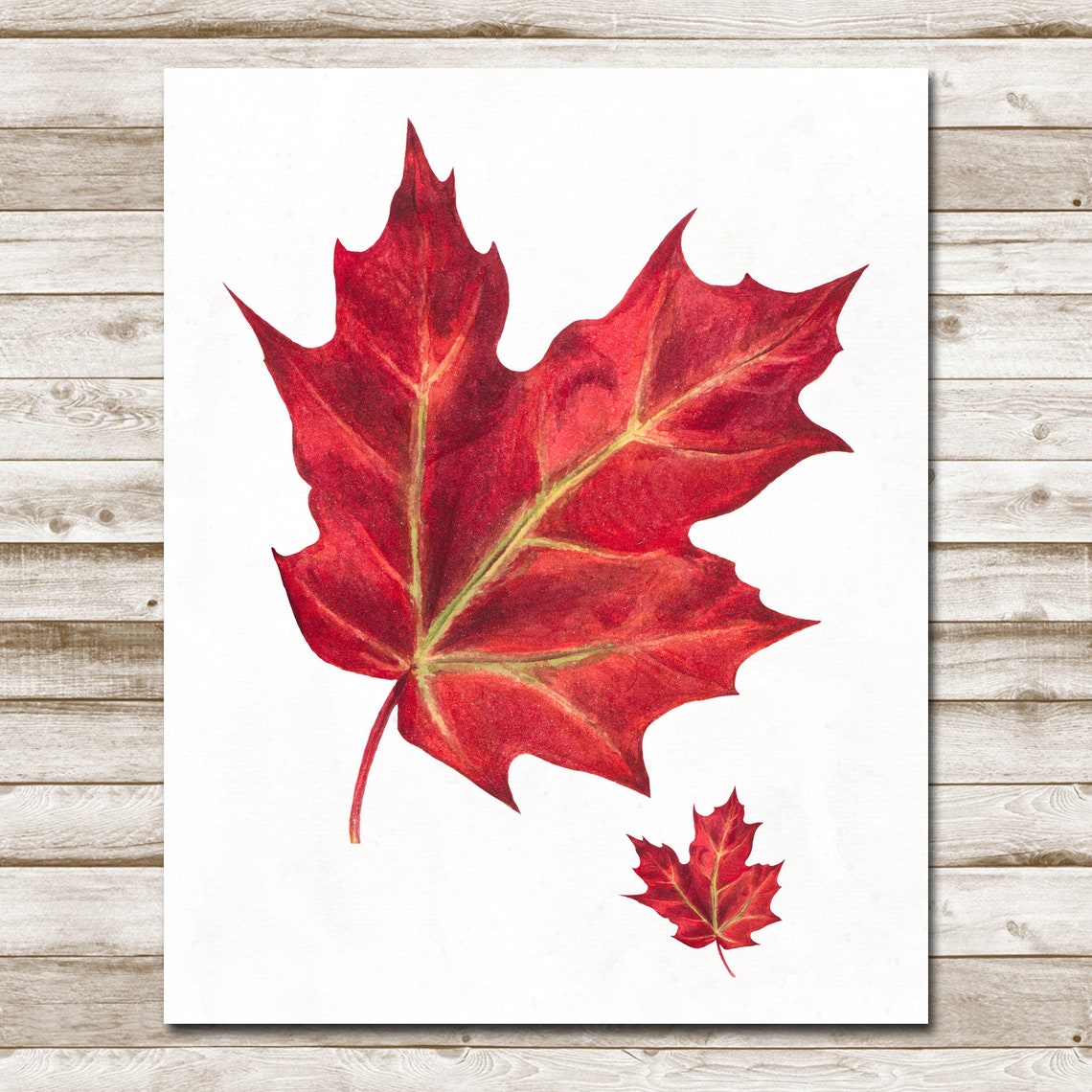 Rustic Autumn Red Maple Leaf Watercolor Fall Botanical Wall Art - Image 4