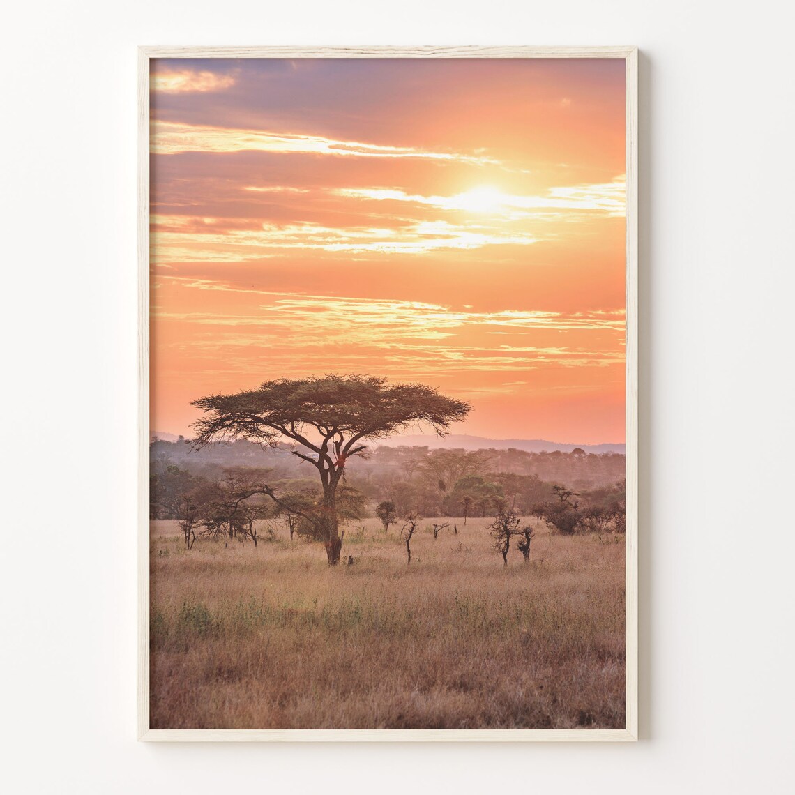 African Savanna Sunset With Acacia Tree Golden Grassland Poster