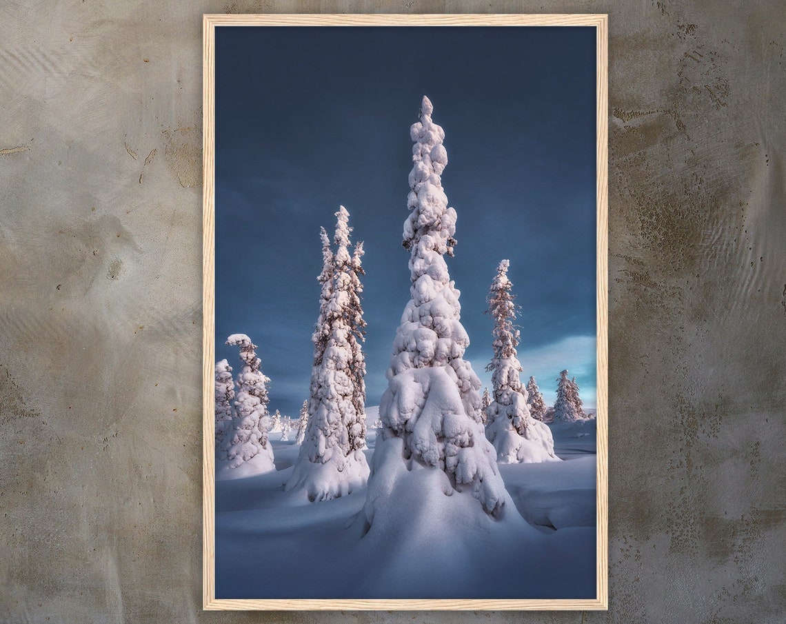 Towering Snow Covered Spruces Under Deep Blue Twilight Sky Poster