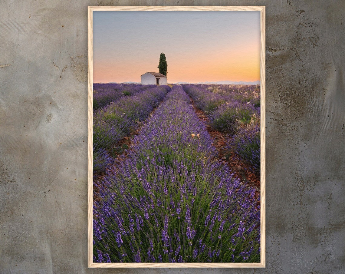 Provence Lavender Field Rows At Sunset With Countryside Cottage Poster