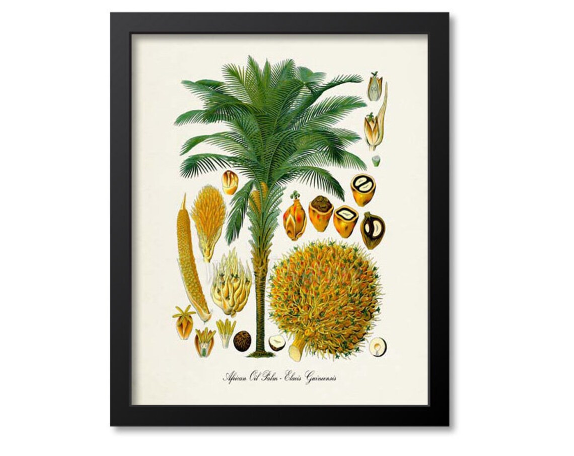 African Oil Palm Tree Botanical Poster Print, Elaeis