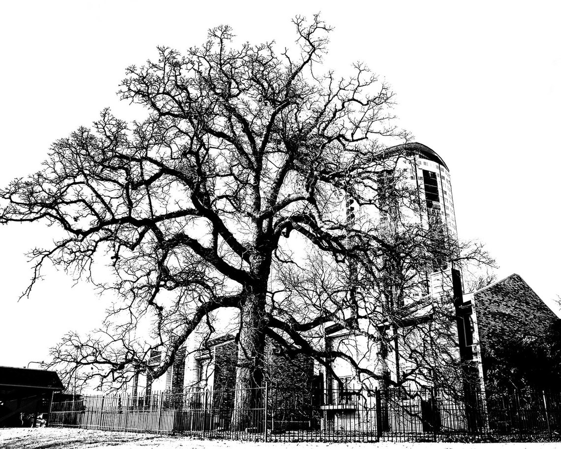 Council Oak Tree Tulsa Black White Winter Silhouette Art Print