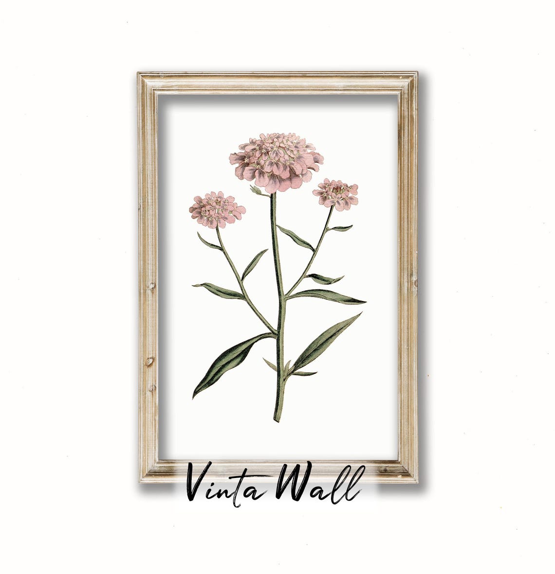 Pink Candytuft Bloom Clusters Vintage Botanical Illustration Poster