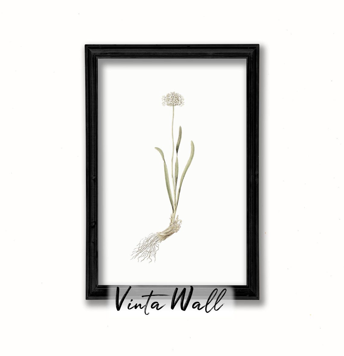 White Globe Allium Bloom Vintage Botanical Illustration Art Print - Image 2