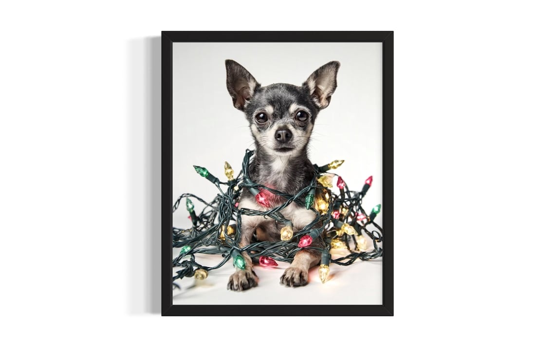 Tiny Chihuahua Puppy Wrapped In Colorful Christmas Lights Poster
