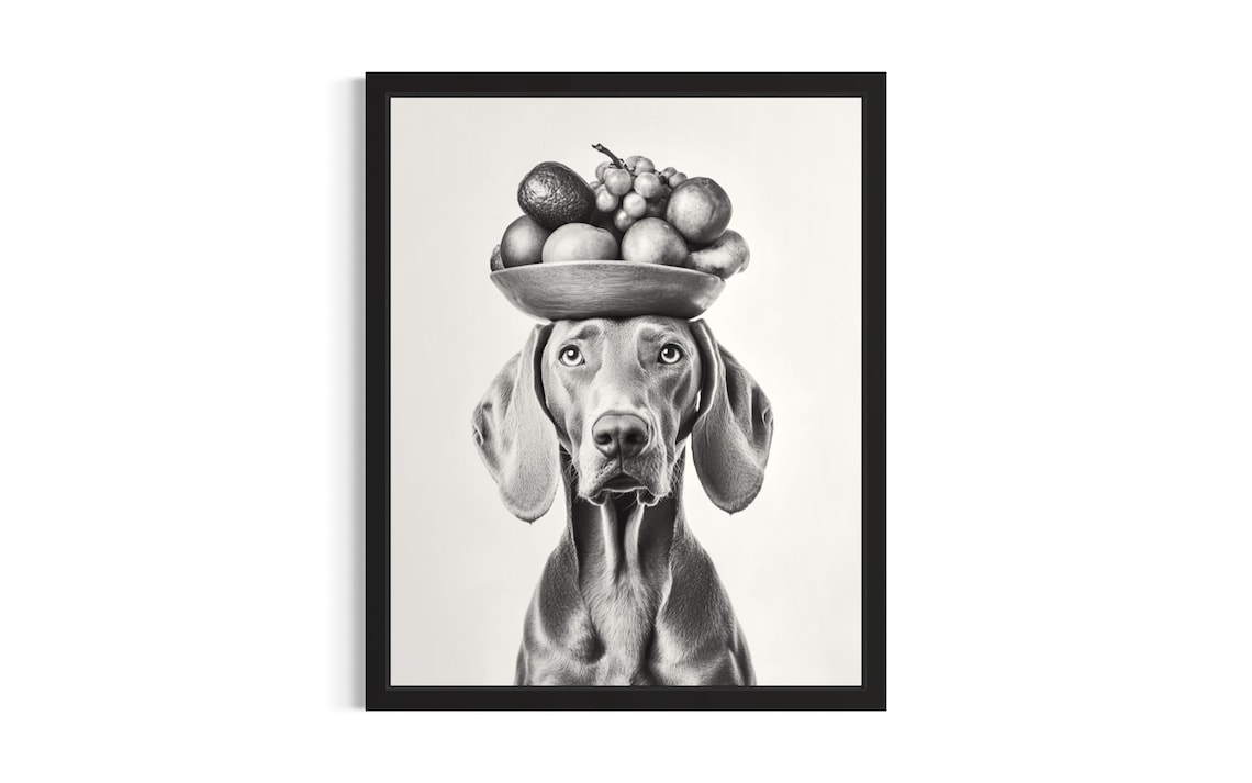 Weimaraner Balancing Fruit Bowl Black And White Dog Portrait Poster
