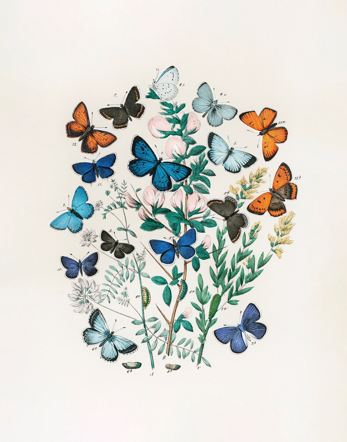 Vintage Butterfly Educational Poster Art Print - Image 3
