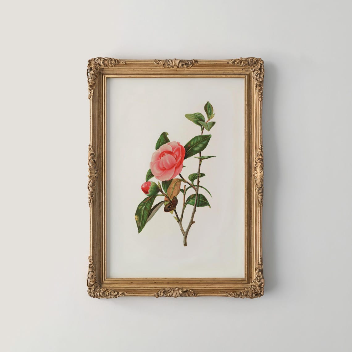 Pink Camellia Flower Branch in Fine Botanical Illustration Art Poster